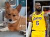 Viral sensation predicts LeBron’s demise