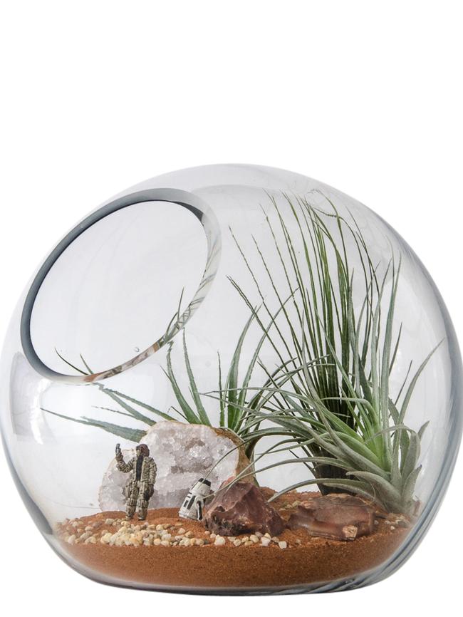 Star Wars terrarium kit.