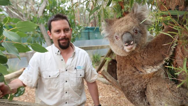 Daniel Kallstrom with a charismatic koala. Picture: Alex Coppel.