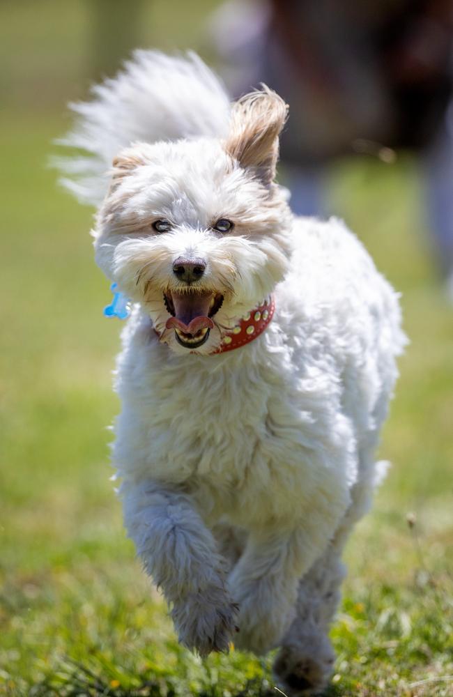 Lord mayor hopeful Jamal Hakim wants more dog parks and free pet registration in Melbourne. Picture: Mark Stewart