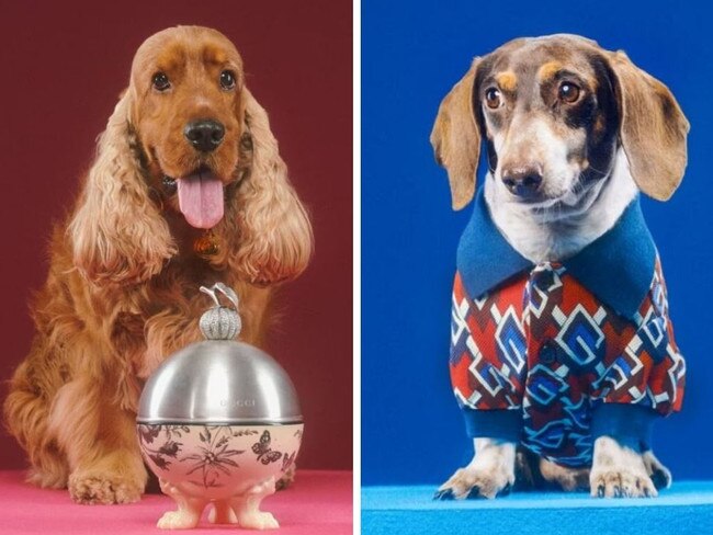 Gucci has launched it's lavish pet collection. Picture: Gucci