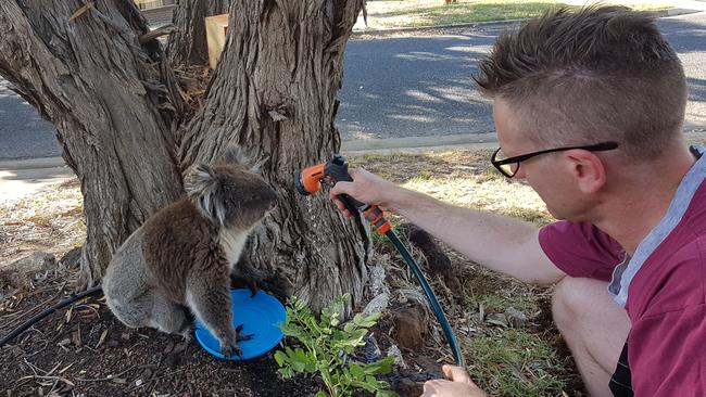 A koala gets some much-needed water at Banksia Park. Picture: Therese Kosters