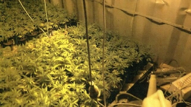 Cannabis was discovered growing in many secret rooms.