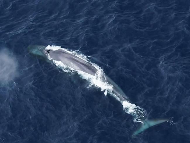 Strictly Editorial use only - Once only - No archive - No salesA drone is used to take photo-measurements of an Antarctic blue whale. Picture: Charlotte Boyd/Australian Antarctic Division