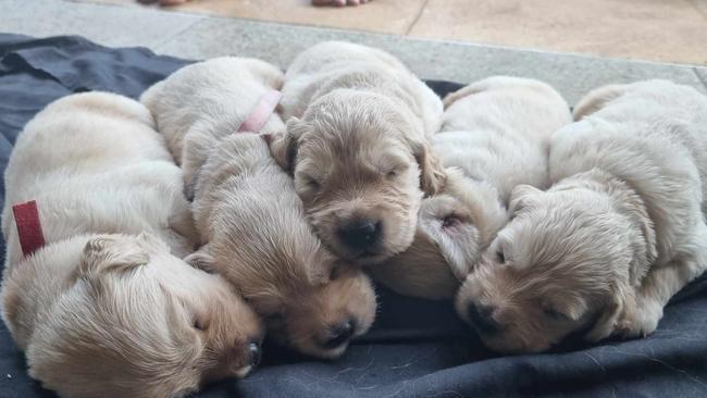 Four two-week old Golden Retriever were allegedly stolen from a Gordonvale residence.