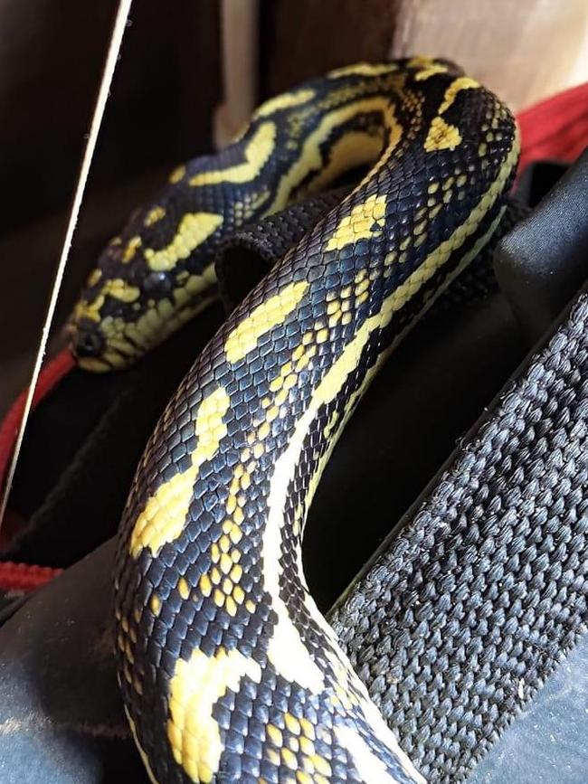 Shaz Sheppard found this Jungle Python in her garage. Photo: Shaz Sheppard