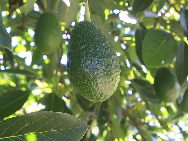 Orchardist Lindsay Francis at his Avocado farm in Kumbia. Pic Megan Slade