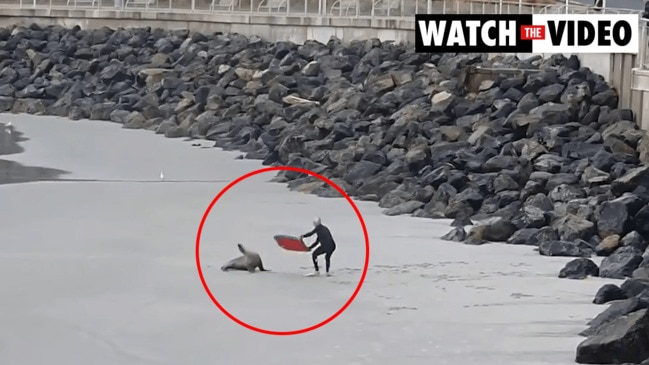 Bodyboarder swings board at sea lion