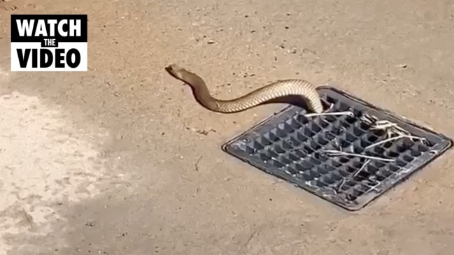 Deadly brown snake pops out of shower grate