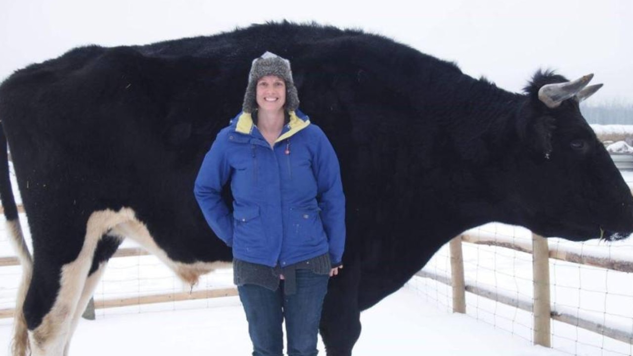 A Canadian farmer says they have a cow an inch taller than Knickers. Picture: Facebook