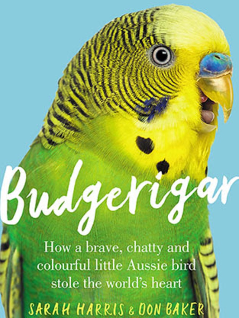 Birdtrader budgies store