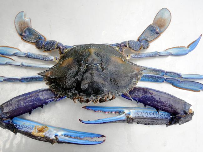 A blue swimmer crab.