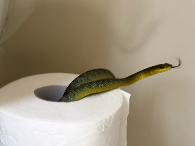 A snake found in a toilet roll at a home in Pacific Pines. Picture: Hudson Snake Catching.