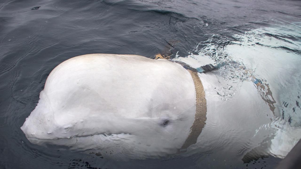 A Belugas whale named ‘Hvaldimir,’ previously suspected of being a Russian spy, has resurfaced off the coast of Sweden after a journey down the Norwegian coastline. Picture: Jorgen Ree Wiig / Norwegian Directorate of Fisheries (SEA SYRVEILLANCE SERVICE)