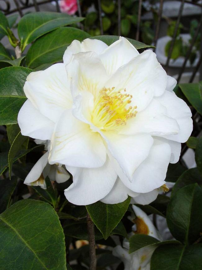 Camellia japonica ‘Silver Waves’