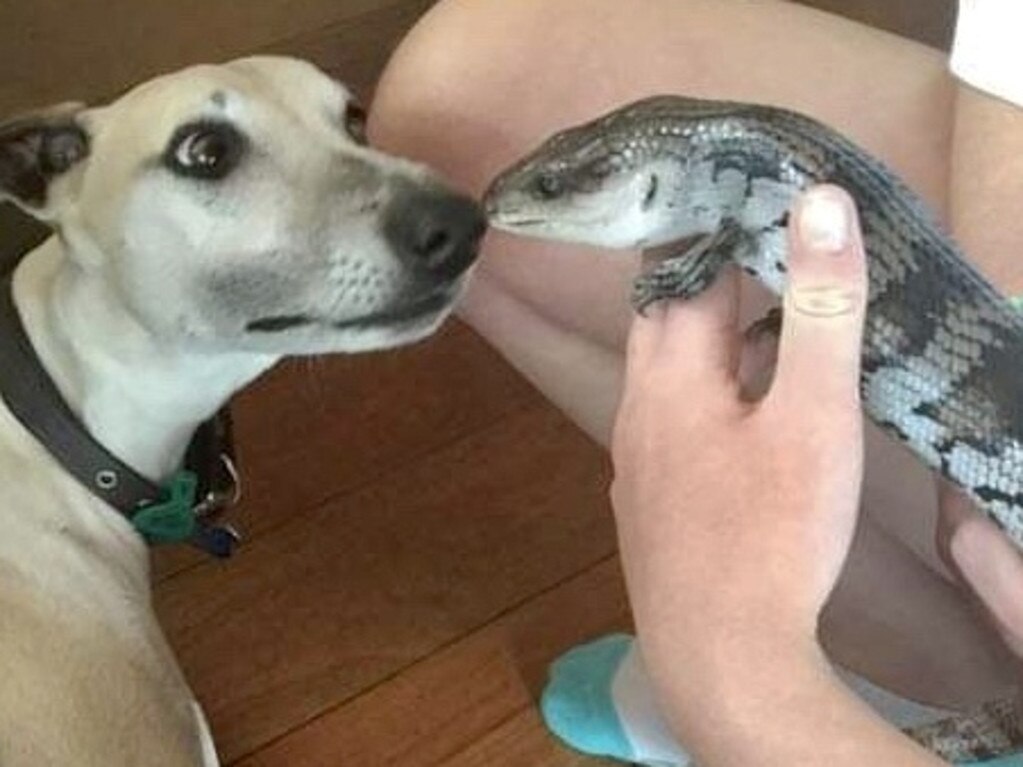 Morning kisses – Keeta the whippet and Roxy the blue-tongued skink. Picture: Lily Franklin, Brighton