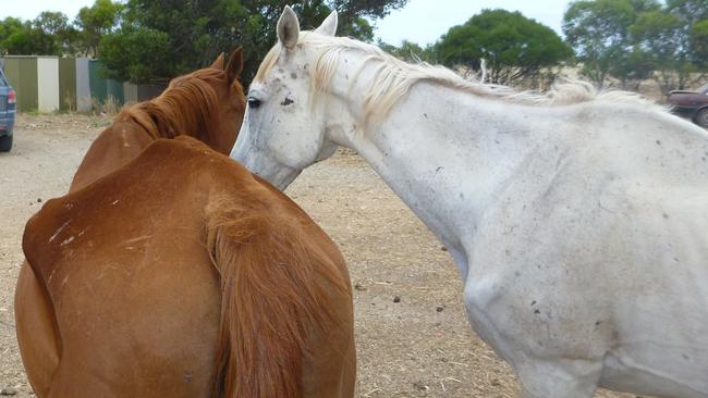 Thoroughbred horses Frog and Gabby when they were found by RSPCA officers at a property in Redbank. Picture: RSPCA.