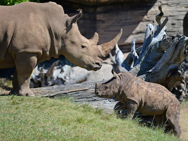 You won’t just see crocodiles at Australia Zoo.