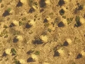 The termite mounds are spread across the Brazillian forest. Picture: Roy Funch