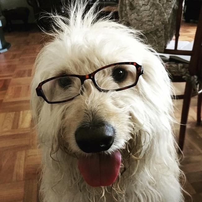 Greg the Groodle is the fluffiest, happiest fella around town Picture: Diana Stevanovic.