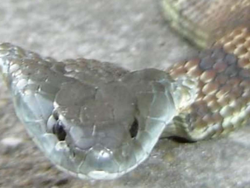 Snake handler turns old golf clubs into handling hooks to help