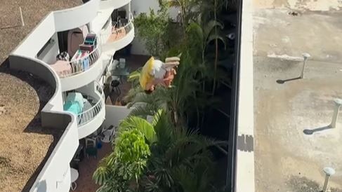 A parkour athlete, who is only able to be identified by his Instagram username 'Daigo', but is connected to well-known Australian parkour athlete Dylan Pawson, jumping between apartment complexes at Surfers Paradise in late April 2025. Picture: Instagram