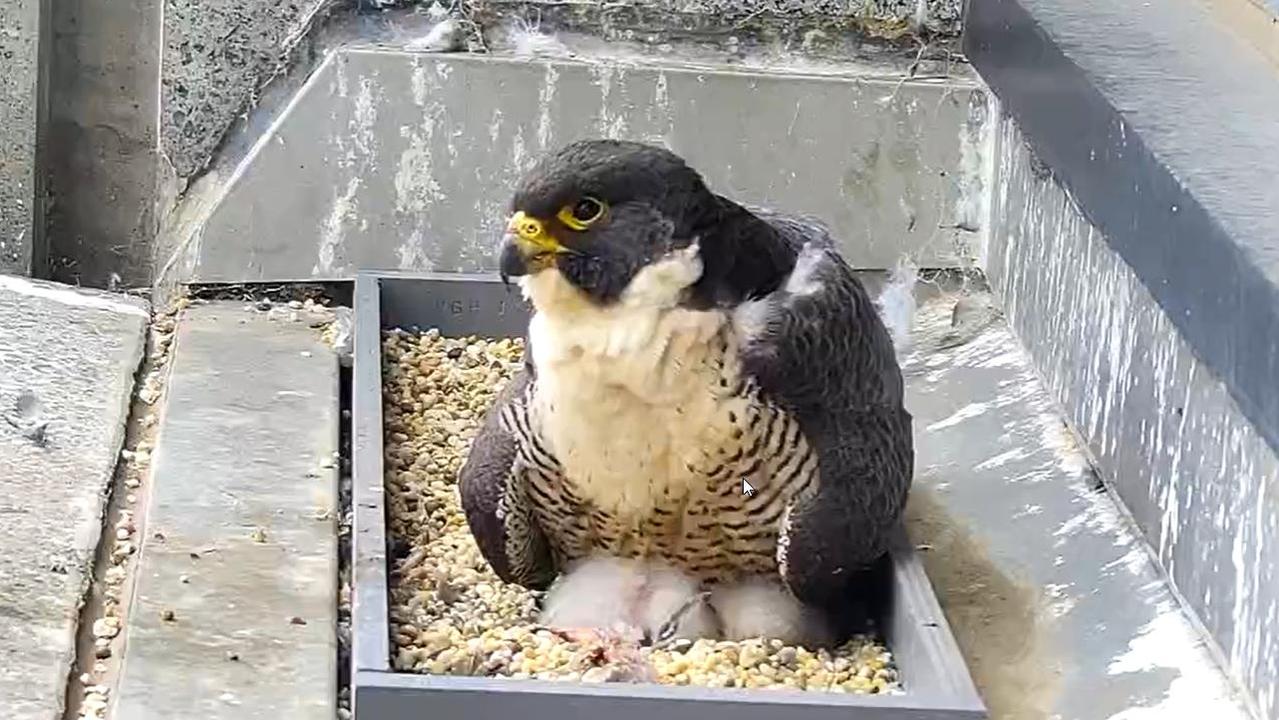 A scene from the live webcam of one of the peregrine falcon parents sitting with the chicks. Taken on Monday afternoon, October 5. Picture: