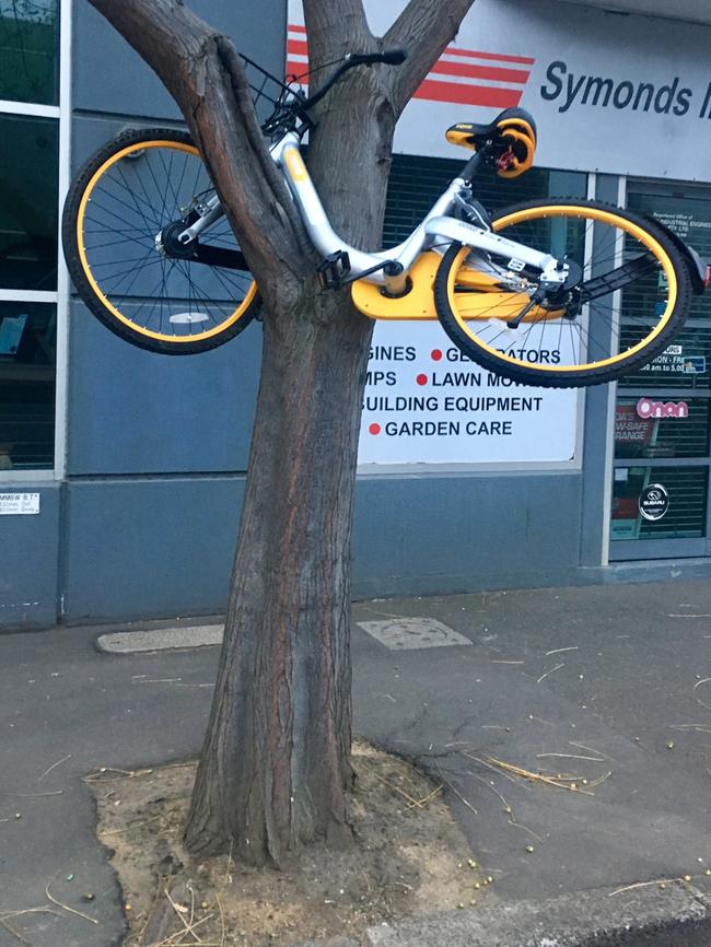 An oBike left on a tree on Stubbs St, Kensington. Pic: Ian Royall                        <a capiid="3d0775e6dc8ca64f2ece8afd9348443b" class="capi-video">When Bike Sharing Goes Wrong</a>