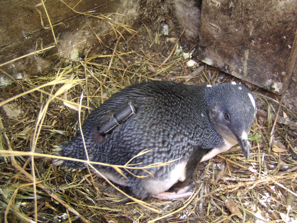 Little penguins have been fitted with "fitbit" like tracking devices so scientists can learn more about their life at sea. Picture: Phillip Island Nature Parks