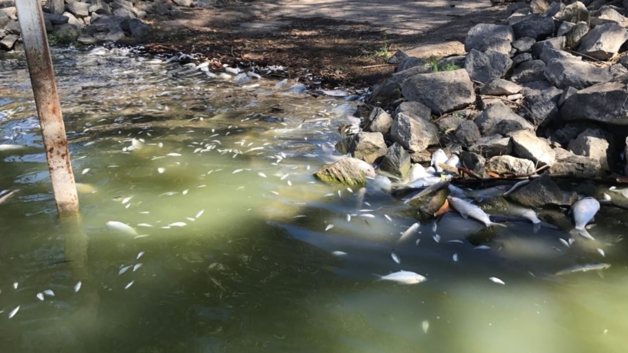 Crisis talks in Canberra after mass Murray-Darling fish deaths