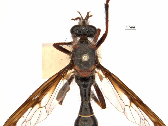 Loki here. If it’s anything like its namesake, Daptolestes illusiolautus should not be trusted. Picture: CSIRO