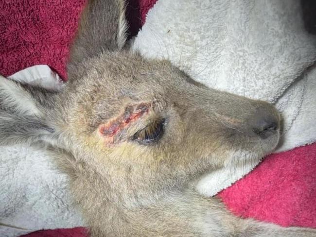 One of the wounded kangaroos. Picture: Vicki Clarke