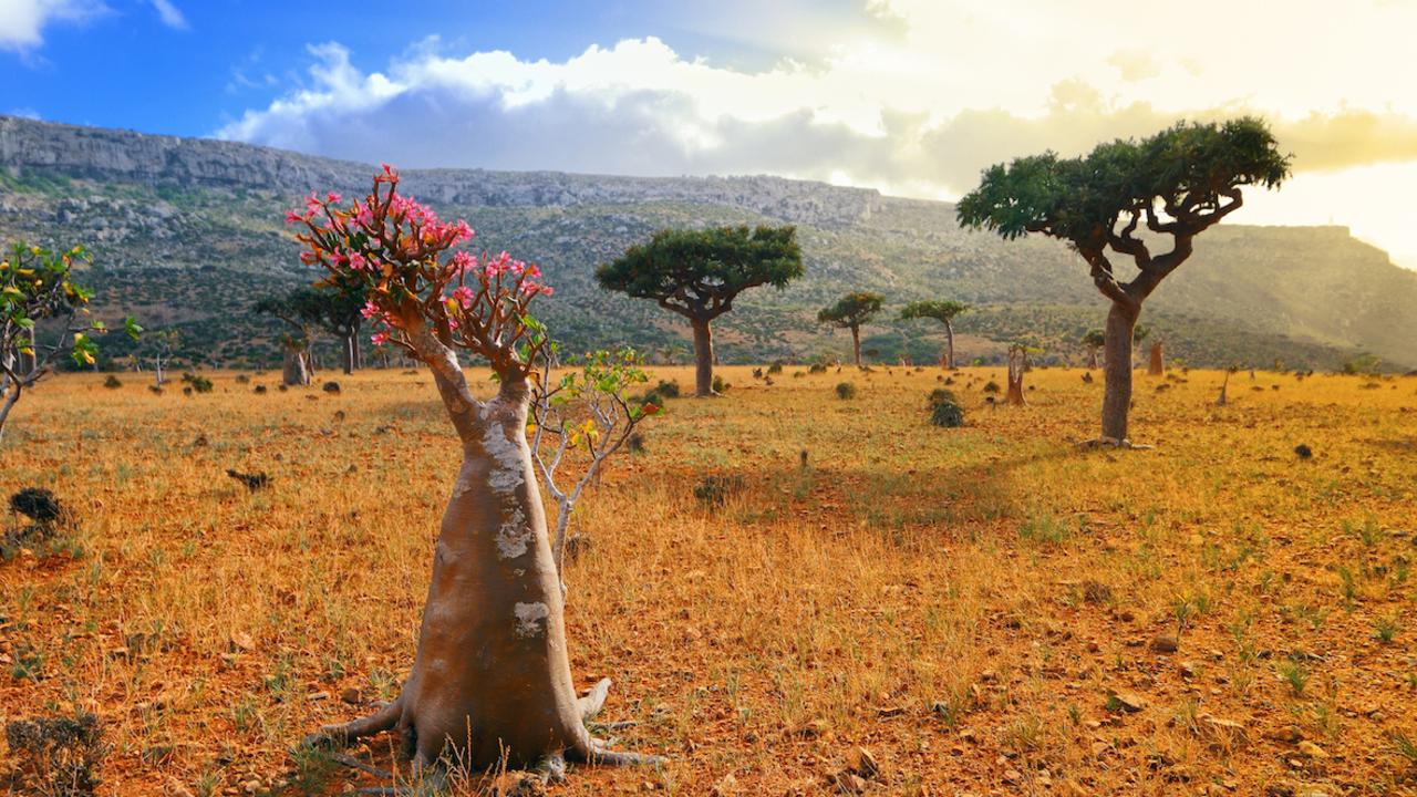 Flowering bottle trees are endemic to the island. Picture: Crooked Compass