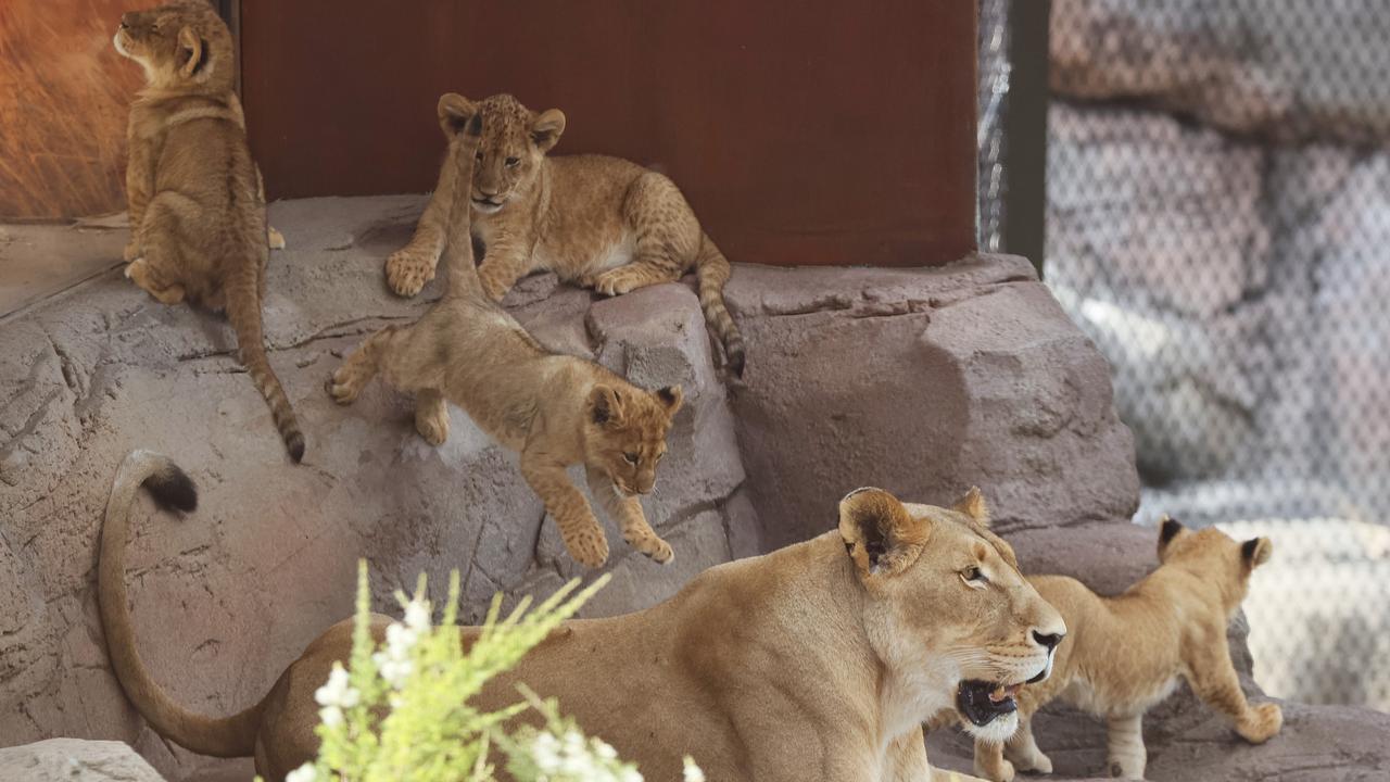 Mum Maya keeps a close eye on her cubs as they explore their Taronga Zoo enclosure ahead of making their debut in front of the public. Picture: Toby Zerna
