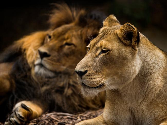 Adelaide Zoo announces the passing of African Lion pair female Amani (23) and male Mujambi (19). Picture: Adrian Mann/ Zoos SA