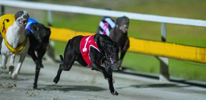 Grafton included in heats for world’s richest greyhound race | Daily ...