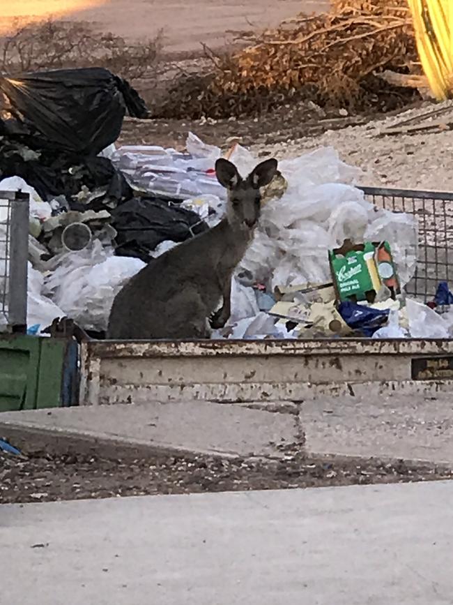 One of the starving kangaroos at Grawin, in the opal fields outside Lightning Ridge. Picture: Ilsa Thompson