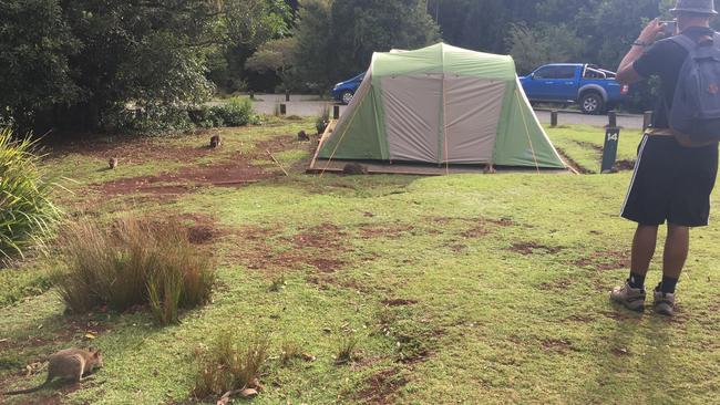 The Green Mountains campground in Lamington National Park. Photo: Kathleen Skene