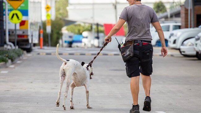 One of the dogs rescued being taken for a walk. Photo: Facebook- RSPCA