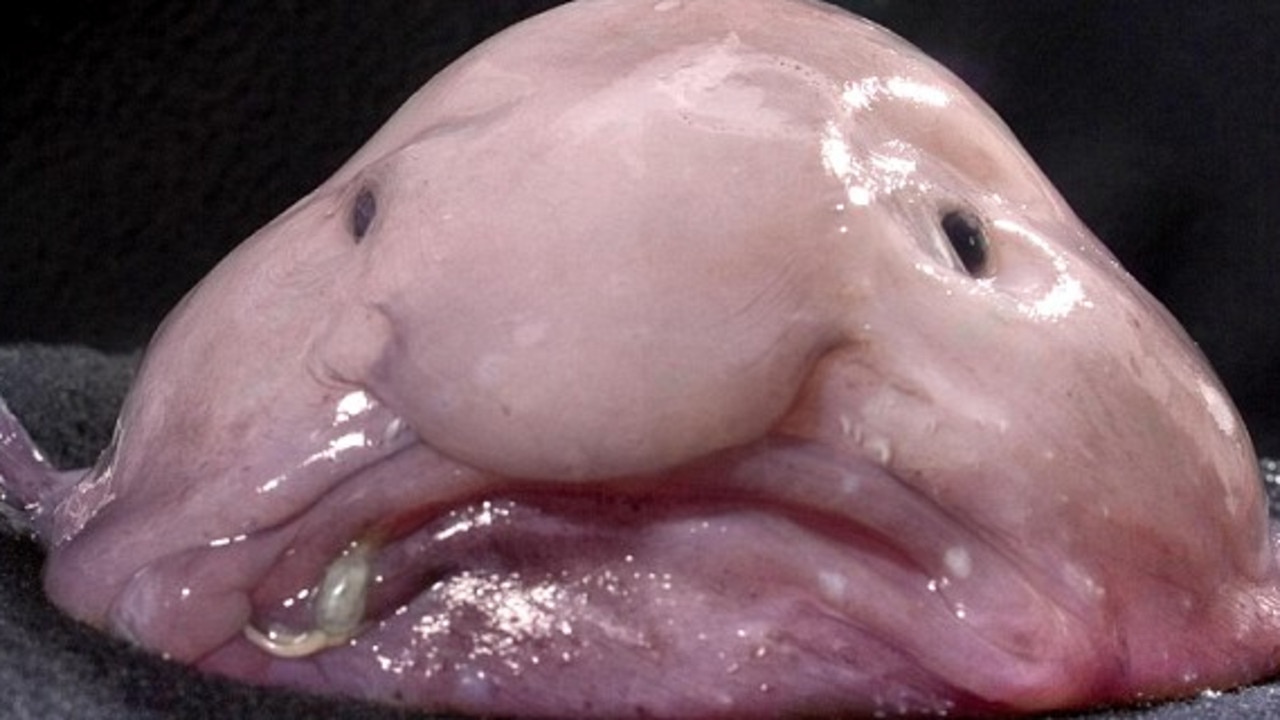 The creepiest deep sea creatures you've ever seen