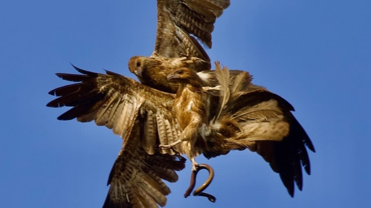 Two eagles fighting over a snake outside Jabiru. Picture: Daniel Train