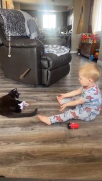 Toddler plays an adorable game with family cat