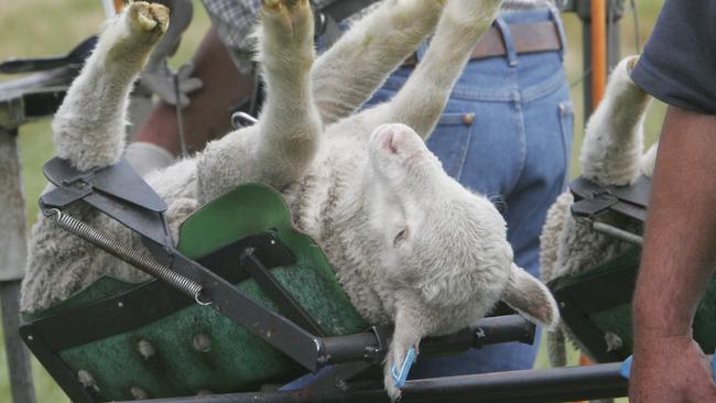 A lamb being mulesed.