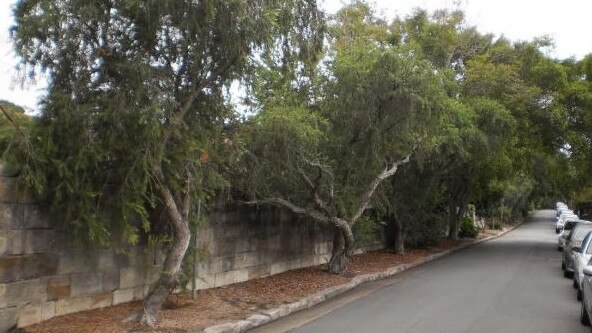 Weeping Bottlebrushes, jacarandas and camellias along the Luke Street frontage of Joeys.