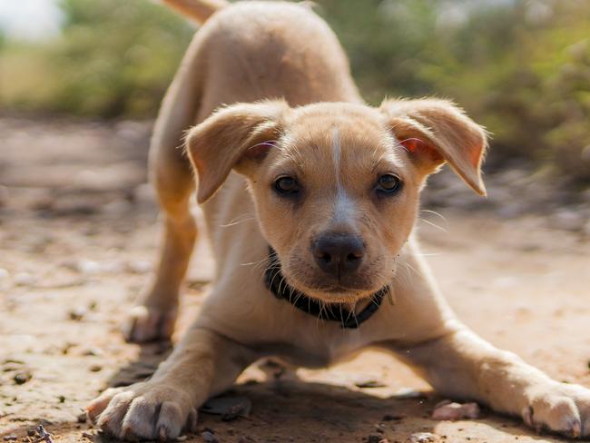 MUST CHECK WITH Justin Lees Head of Projects- News360 BEFORE PUBLISHING.    Muster Dogs: Mischief and Mateship:  Kelpie pup Buffer was full of energy this morning, making itquite the challenge to capture this photo. I was lucky tosnap it just in time before he went off to play with hissiblings.