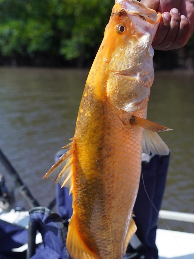 A one in 10 million golden barra caught in Trinity Inlet by Nona Nona. Photo: Supplied