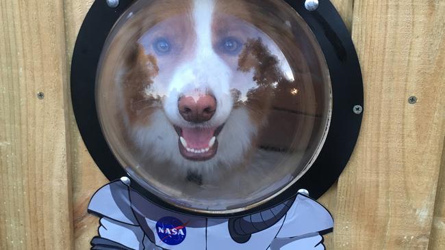 has a dog been to space