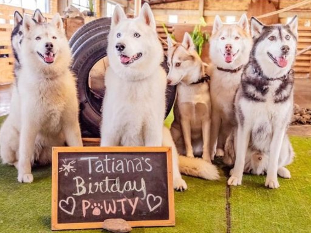 Doggy daycare friends help Tatiana the Siberian husky celebrate her 4th birthday at the Wolfhouse Dog Adventure and Education Hamilton-Eagle Farm campus recently. Picture: instagram.com/wolfhouseau