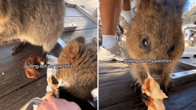 These quokkas were caught red-handed. Image: TikTok / @thechaoticnomad.