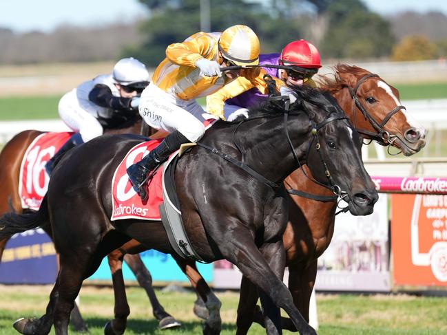 Blackberry Bomb ridden by Blake Shinn wins the Ladbrokes Yard Comments 3YO Maiden Plate at Sale Racecourse on August 22, 2024 in Sale, Australia. (Photo by Scott Barbour/Racing Photos via Getty Images)